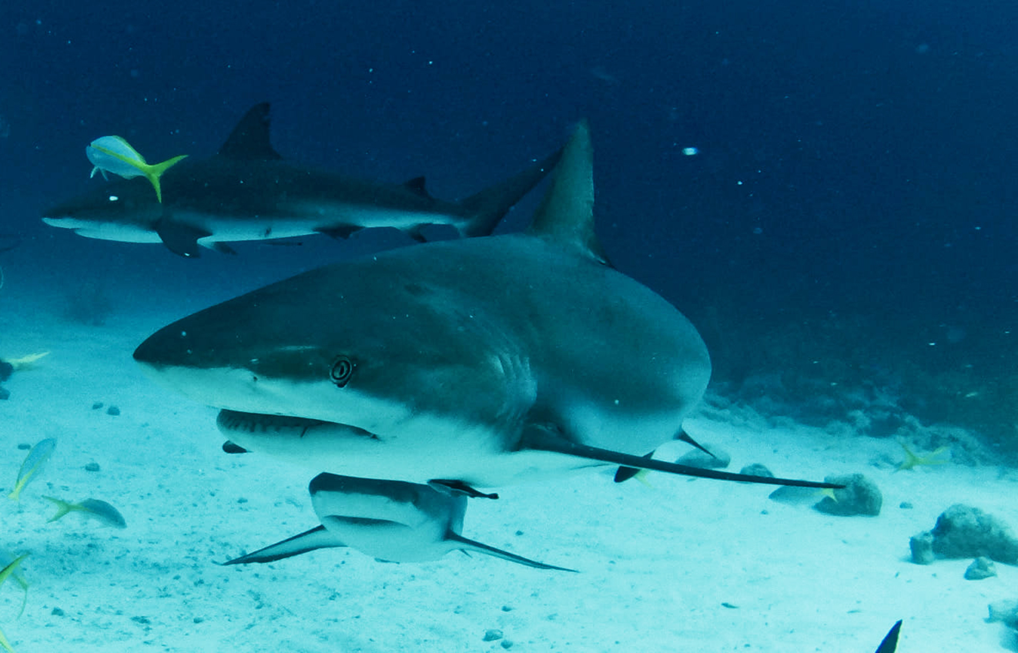 Bull Shark